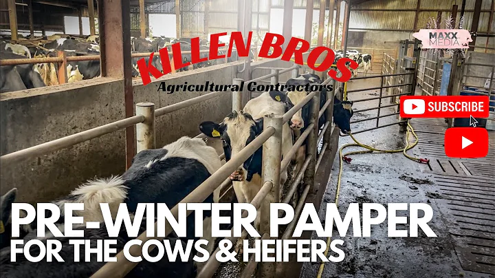 Killen Bros | Pre-Winter Pamper for the Cows & Hei...