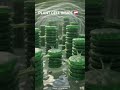 How organelles looks inside the plants cell.
