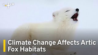 Norway Captive Breeding Program Brings Arctic Foxes Back | TaiwanPlus News