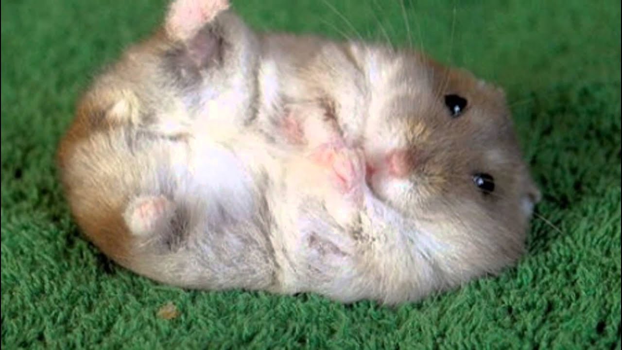 Хомяк 13.08. Хомяк джунгарский. Джунгарик альбинос. Хома джунгарик. Скелет хомяка джунгарика.