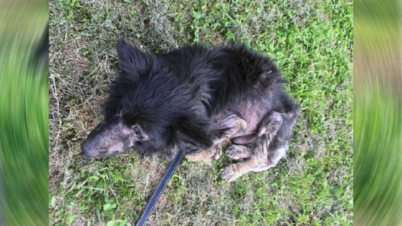 НИКТО НЕ ВЕРИЛ, ЧТО ЭТО СУЩЕСТВО - ПОРОДИСТАЯ СОБАКА! - YouTube