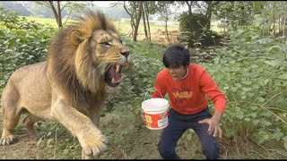 Terrifying Moment: Lion Attacks Young Boy l echo paws l @crazylifeentertainment8895 