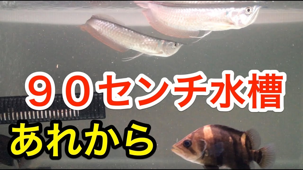 Aquarium Failing... 90cm tank Datnio Arowana It