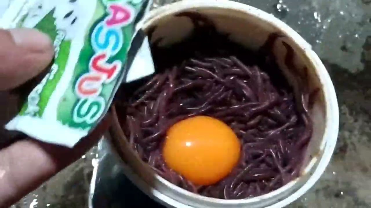 Umpan Galatama LeLe Cacing Permentasi non essen Untuk Indukan