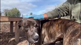 Hobbes getting pets from a friend. #A1375070 at San Jose Animal Care Center