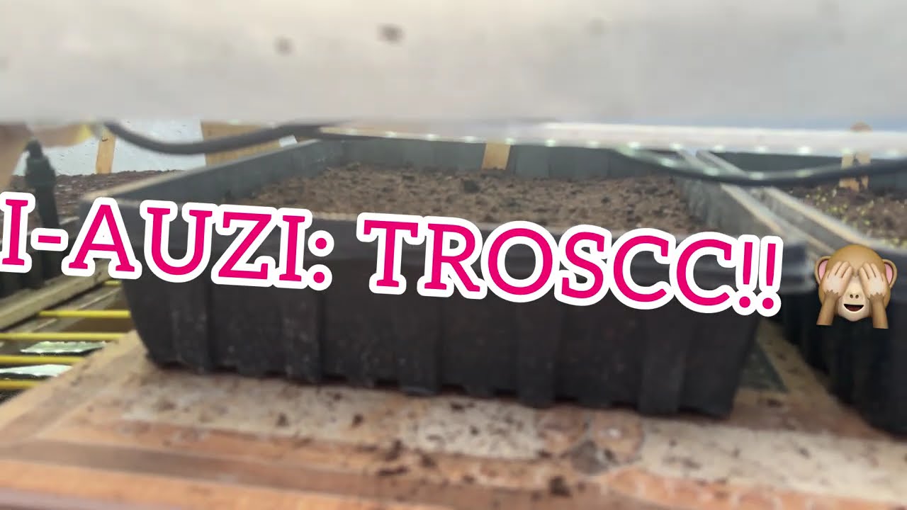 AVARIE LA RĂSADNIȚĂ! ȘI GERMINARE BOMBĂ LA…