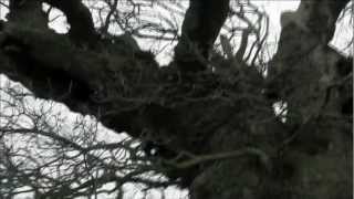 Hollow Trailer