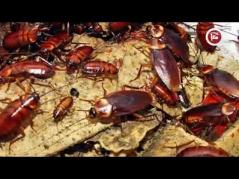 قصي الحلايقة تأثير التغير المناخي على صحة الانسان فضائية معا