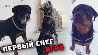 ЩЕНОК ВПЕРВЫЕ УВИДЕЛ СНЕГ ИЛИ ИГРА В СНЕЖКИ С РОТВЕЙЛЕРОМ ЩЕНОК ВПЕРВЫЕ УВИДЕЛ СНЕГ ИЛИ ИГРА В СНЕЖКИ С РОТВЕЙЛЕРОМ