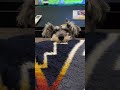 あご乗せしたらおやつ貰えるの分かってます🐶 #子犬 #puppy #癒し #shorts #あごのせ
