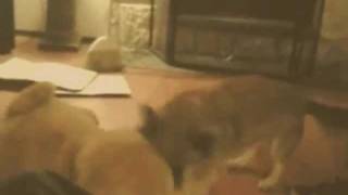MasterCard dog