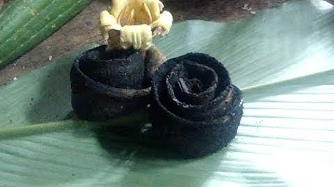 NỘM QUẢ NÚC NÁC THỊT GÁC BẾP • Ẩm Thực Tây Bắc • Nghỉ hè 2018. Tập 17