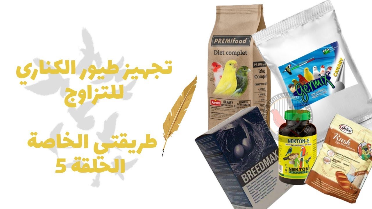 تجهيز طيور الكناري للتزاوج   طريقتي الخاصة الحلقة رقم 5 PREPARATION DES CANARIS POUR LA REPRODUCTION