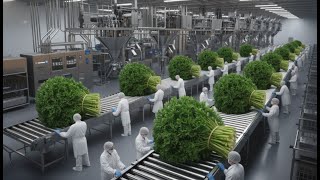 Inside the Parsley Factory – From Parsley to Powder & Oil Processing Line Pr | Industrial Automation