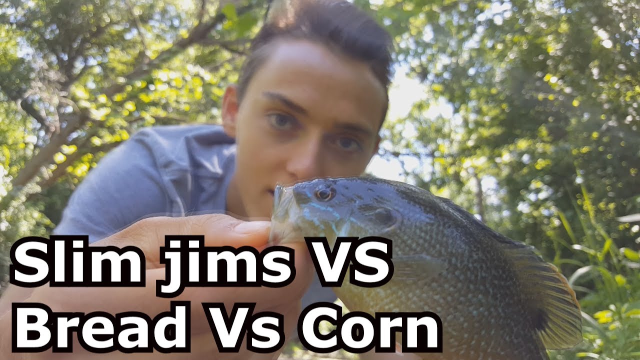 Bluegill fishing with Slim Jims VS Corn VS Bread YouTube