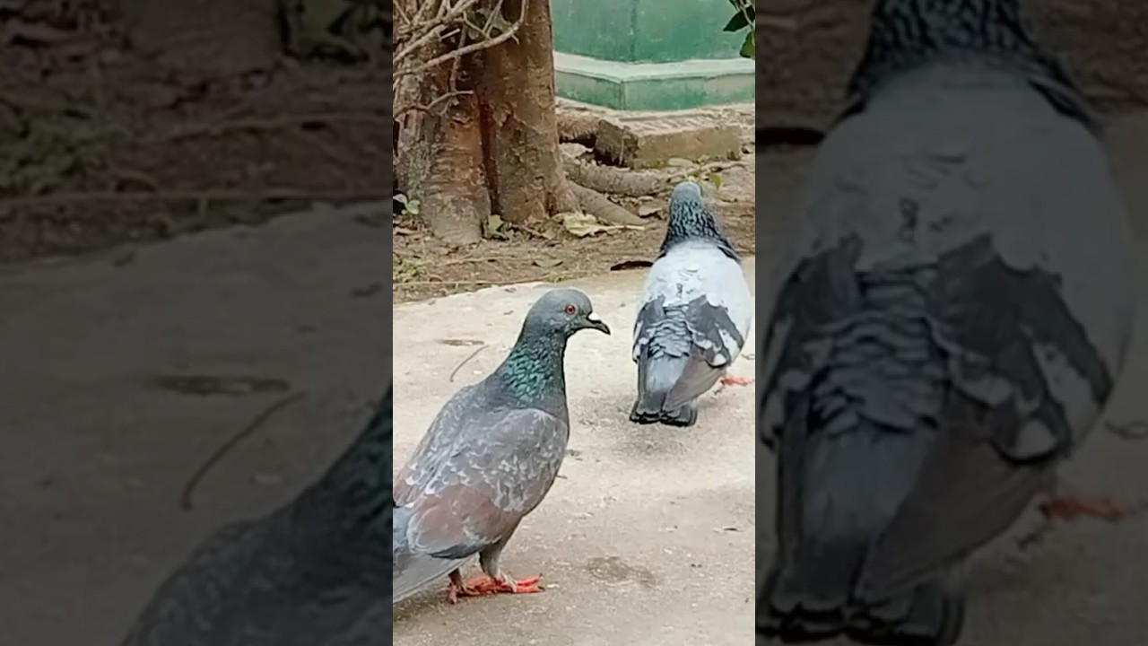 Pigeons noise. 