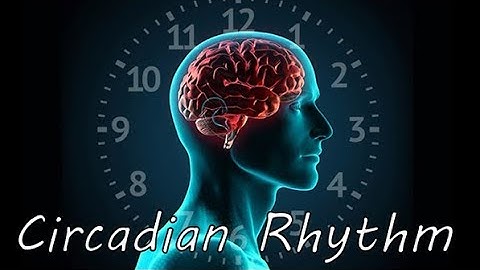 Circadian  Rhythm- Your Body