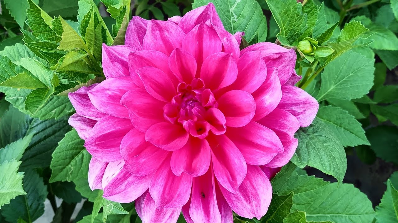 My beautiful garden viral trending winter garden YouTube