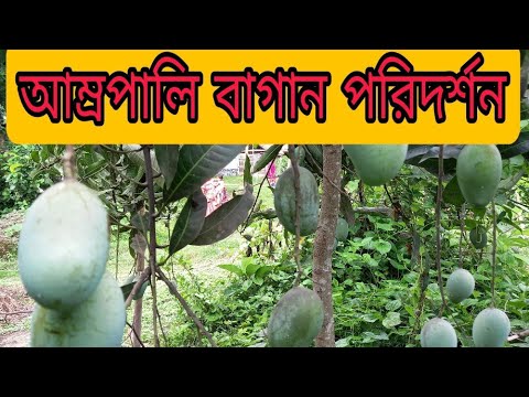 ভিডিও: কিভাবে স্বাস্থ্যসম্মত মানের চারা জন্মাতে হয়