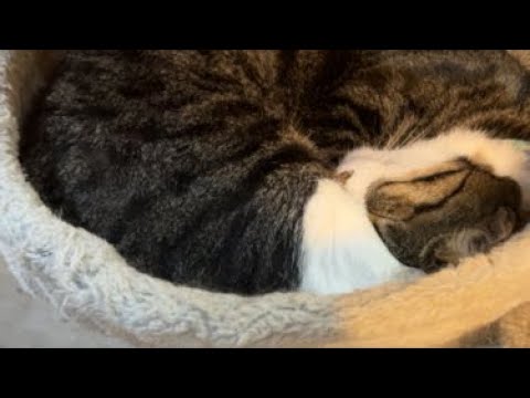 Sunday😺ライブ配信！ - YouTube
