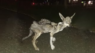 Starving Skinny Dog Waits For Food At The Park, But Never Gets It by The DoCa 2,096 views 1 month ago 8 minutes, 44 seconds