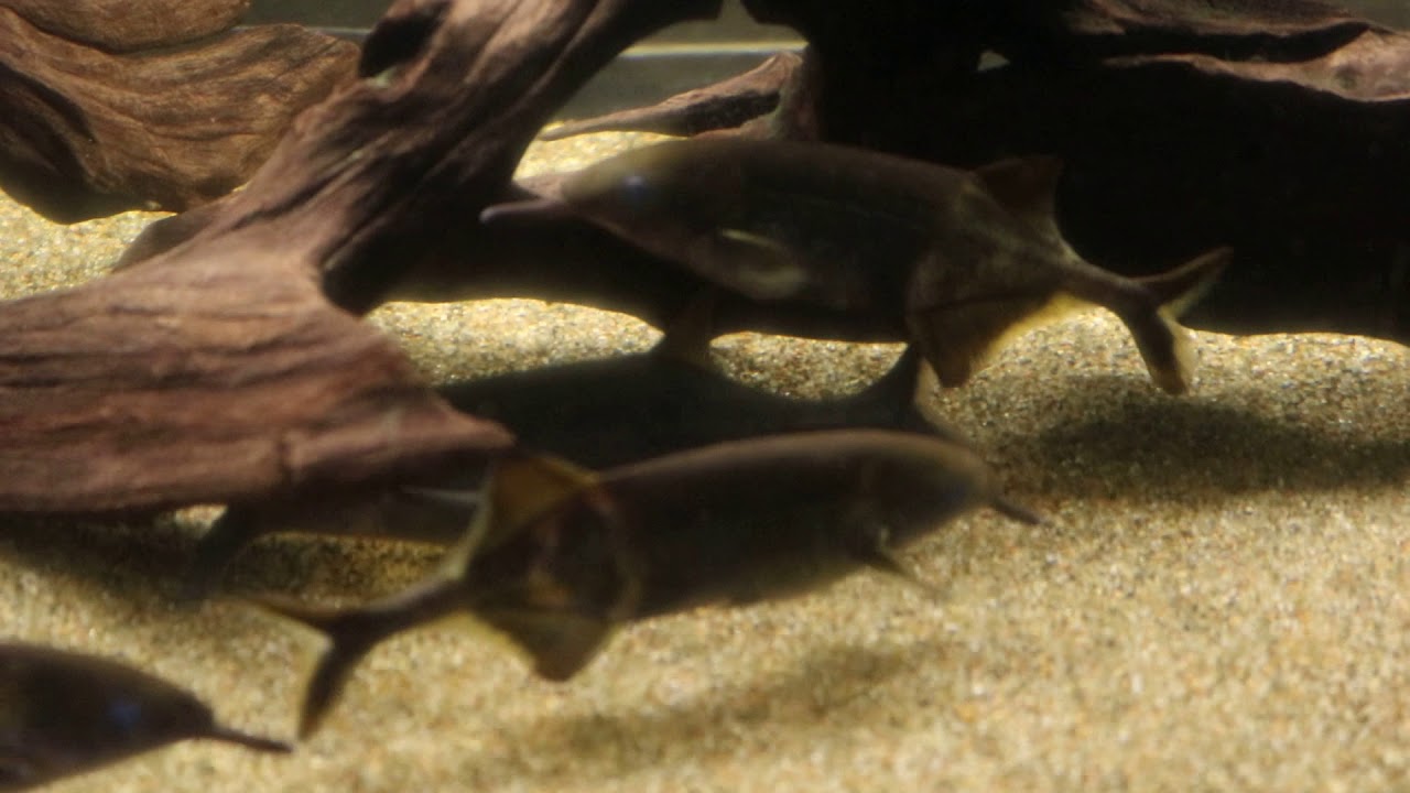 55 東京タワー水族館 エレファントノーズ フィッシュ Youtube