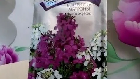 Вечерний цветок - Вечерница Матроны (ночная фиалка). Выращиваем рассаду..