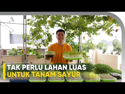 Video: Cara menanam clematis tanpa masalah