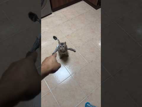 ليث والأميرة سحابه  اكسبلور قطط لقط سحابه