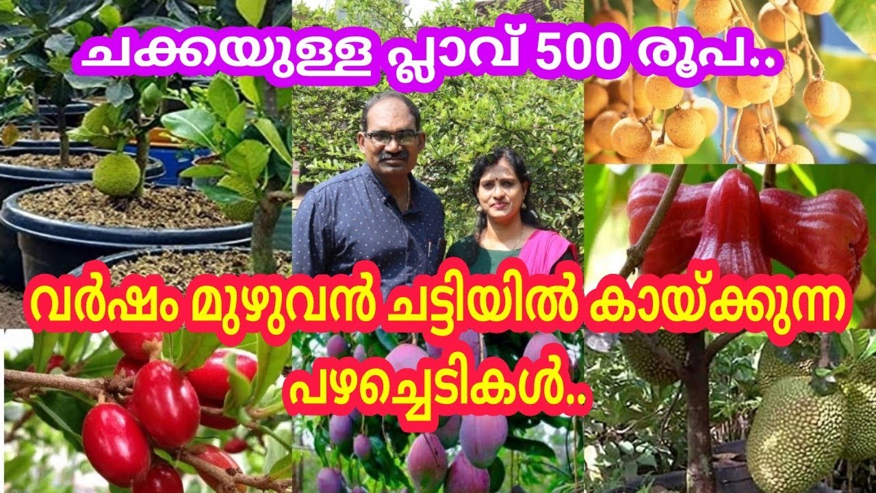 വർഷം മുഴുവൻ ചട്ടിയിൽ കായ്ക്കുന്ന പഴചെടികൾ ഇവയാണ്/ കായ്ച്ചപ്ലാവ്,എല്ലാ ഫലക്ഷങ്ങളും ലഭിക്കുന്ന നേഴ്സറി