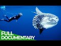 Ocean Stories | Full Series | Free Documentary Nature