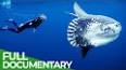 The Fascinating World of Marine Biology ile ilgili video
