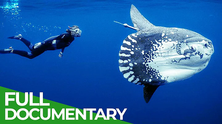 Ocean Stories | Full Series | Free Documentary Nature - DayDayNews
