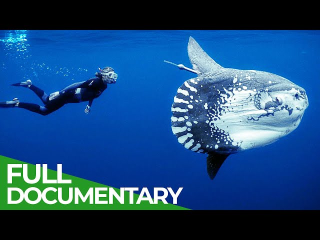 Ocean Stories | Full Series | Free Documentary Nature class=