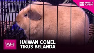 Haiwan Comel Tikus Belanda | WHI (21 Mei 2022)