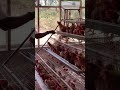 Poultry farming #poultryfarming