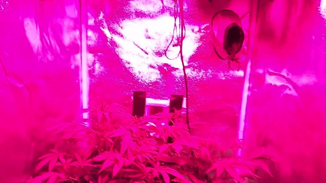 Autoflower Blueberry DWC LED Grow