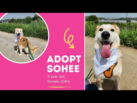 Adopt Sohee