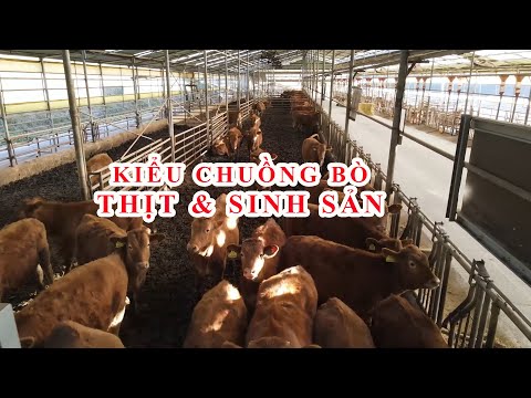Video Kiểu Chuồng Bò Thịt & Sinh Sản Nuôi Trên Đệm Lót Sinh... - youtube