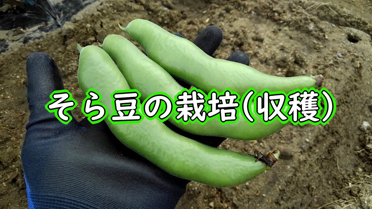 そら豆の栽培(唐比の春ソラマメの収穫)- 昨年10月に種まきしたソラマメが収穫時期です - YouTube