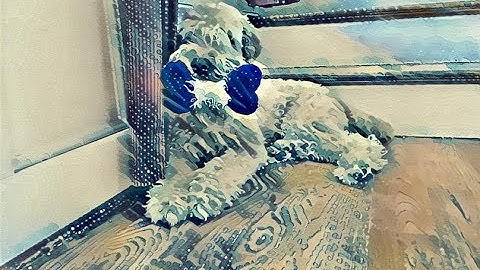 Dog Training: Basic Nose Touch (Hand Target)