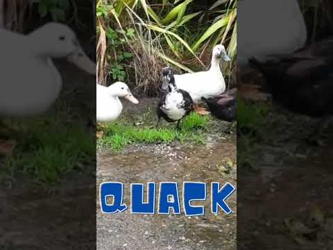 The Duck sounds --- animal sound 🦆