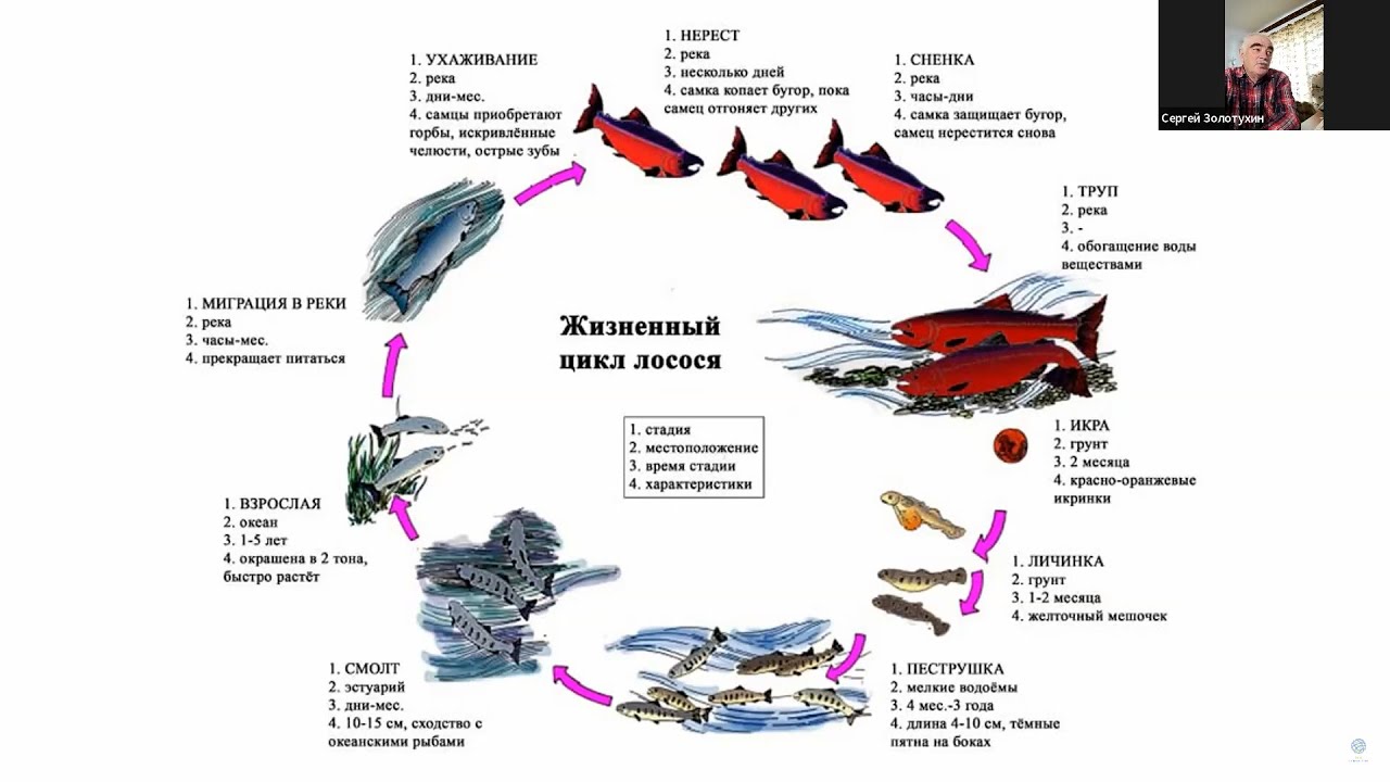 Миграция рыб кратко. Значение миграций в жизни рыб. Миграция рыб связанных с размножением. Роль рыб в природе. Проект на тему миграция рыб.