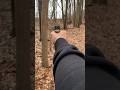 Glock 19X Pov in the woods