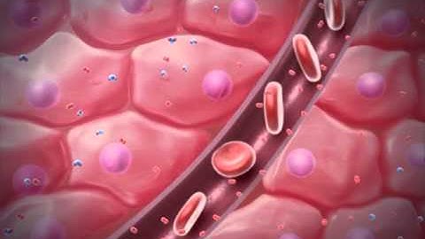 Systemic Loop: Learn@Visible Body