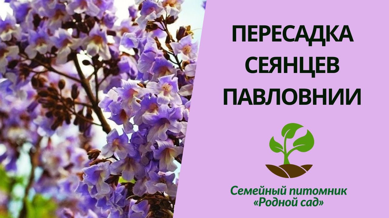Пересадка сеянцев павловнии. Выращивание павловнии из семян. - YouTube