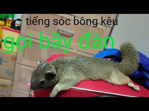 Video Tiếng sóc kêu gọi bầy đàn 28/7/2021 - youtube