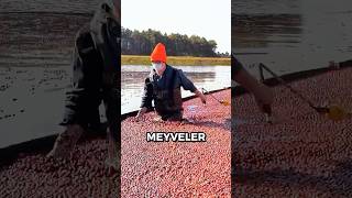 Bu Hasat İşi̇ni̇ Kimse Yapmak İstemiyor