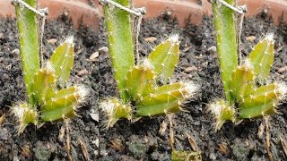 How to take care of dragon fruit seedlings / dragon fruit tree care