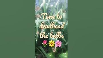 Deadhead your daffodils and tulips 🌷